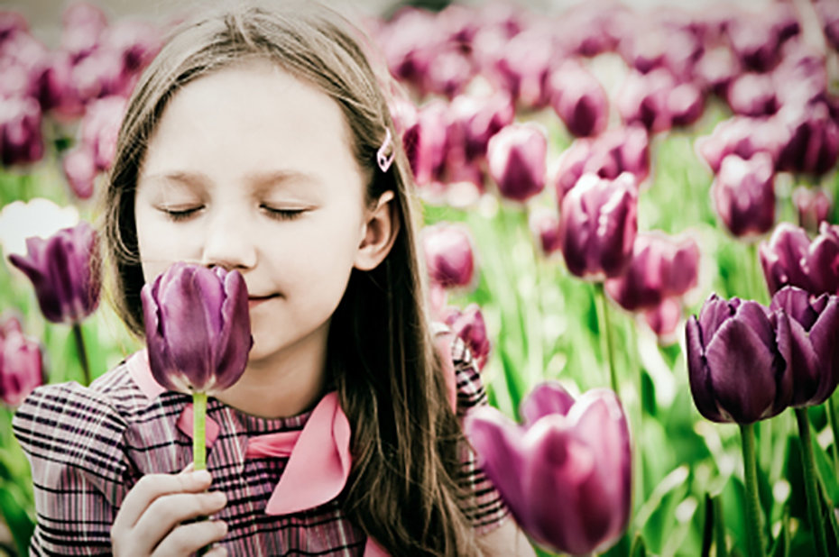Mädchen inmitten eines purpurfarbenen Tulpenfeldes riecht mit geschlossenen Augen an einer Blüte